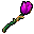 fioletowa róża